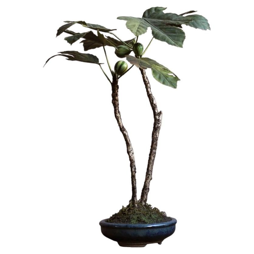 Striped fig by Yumiko Kuwahata / Bonsai / wabi-sabi