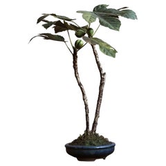 Fico a strisce di Yumiko Kuwahata / Bonsai / wabi-sabi