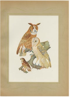Striped Owl, Barn Owl and Pygmy Owl, Brazilian Bird Print, Descourtilz, 1944