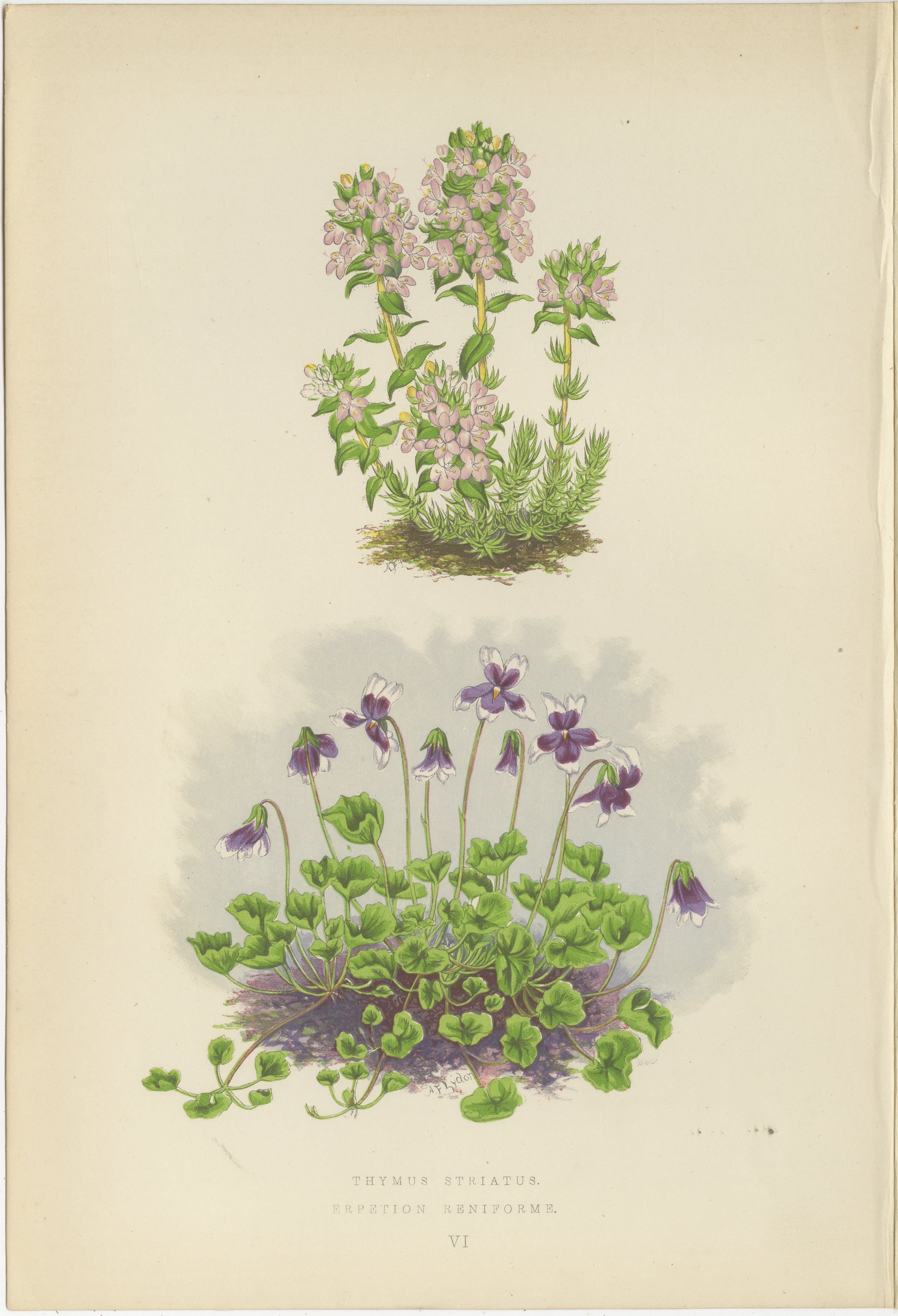 Thym rayé et millepertuis violet, estampe botanique coloriée à la main, 1874  

Cette lithographie de 1874, finement détaillée et colorée à la main, présente deux espèces alpines caractéristiques : Thymus striatus et Erepetion reniforme. Il a été