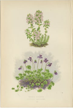 Striped Thyme and Kidneywort Violet, Hand-Coloured Botanical Print, 1874