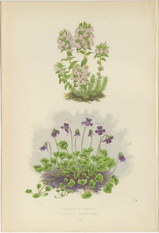 Striped Thyme and Kidneywort Violet, Hand-Coloured Botanical Print, 1874, view 2