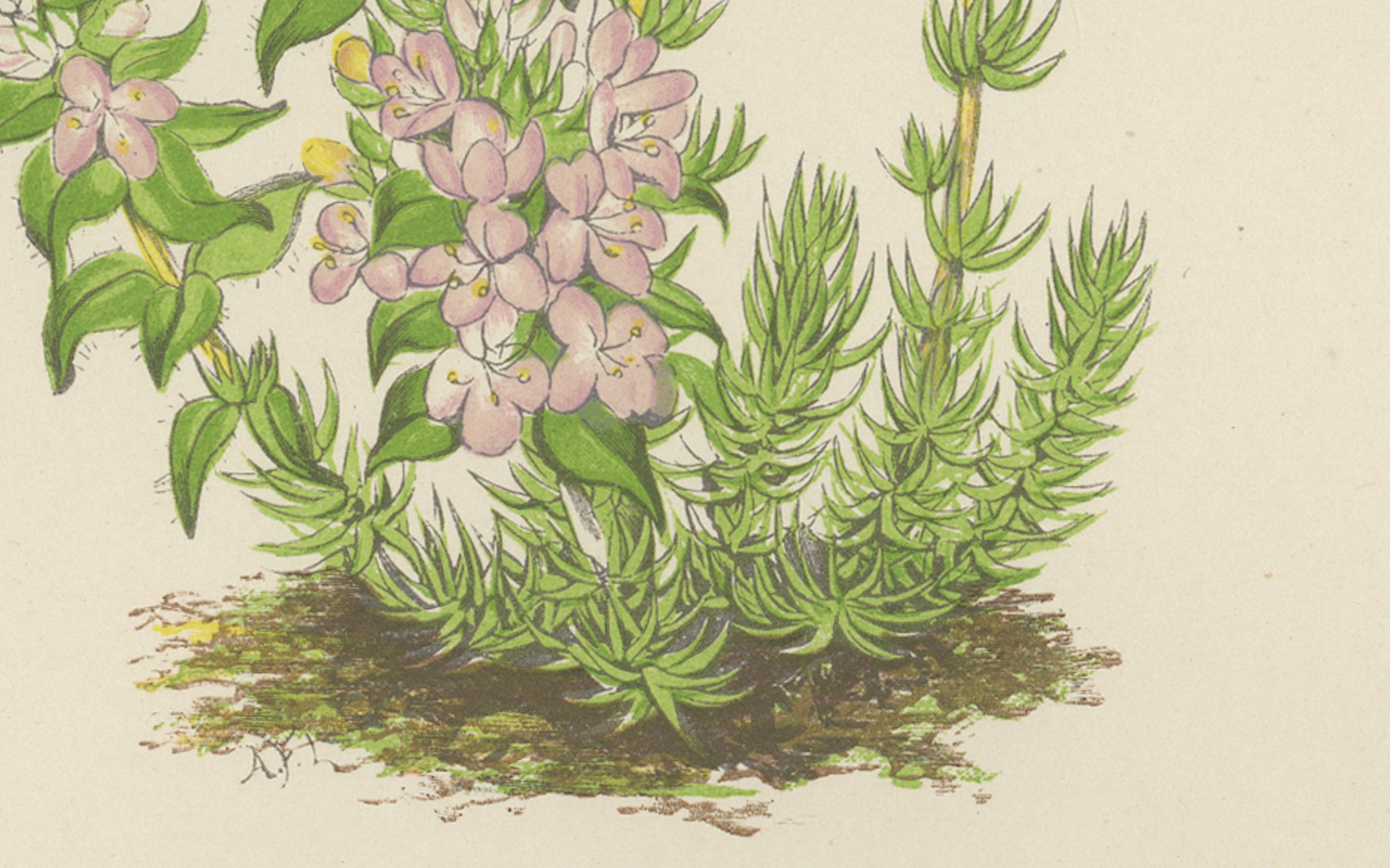 Imprimé botanique rayé violet Thyme and Kidneywort, collectionné à la main, 1874 Bon état - En vente à Langweer, NL