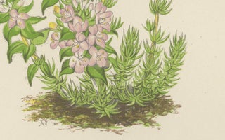 Striped Thyme and Kidneywort Violet, Hand-Coloured Botanical Print, 1874, view 3