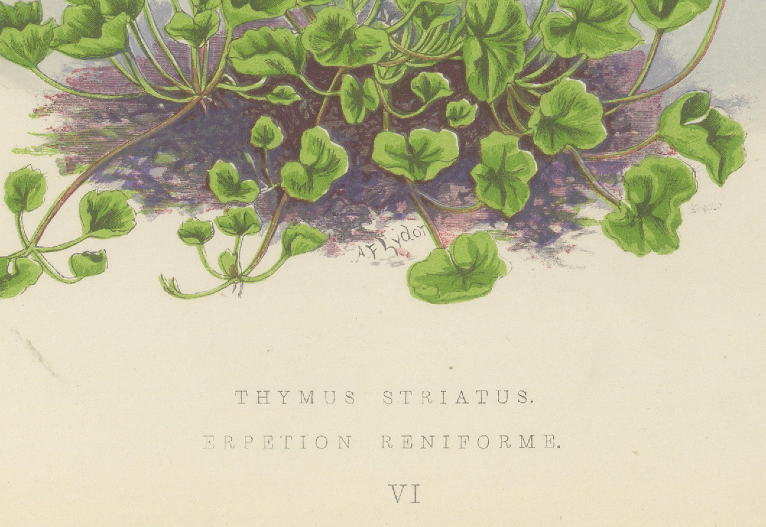 Fin du XIXe siècle Imprimé botanique rayé violet Thyme and Kidneywort, collectionné à la main, 1874 en vente