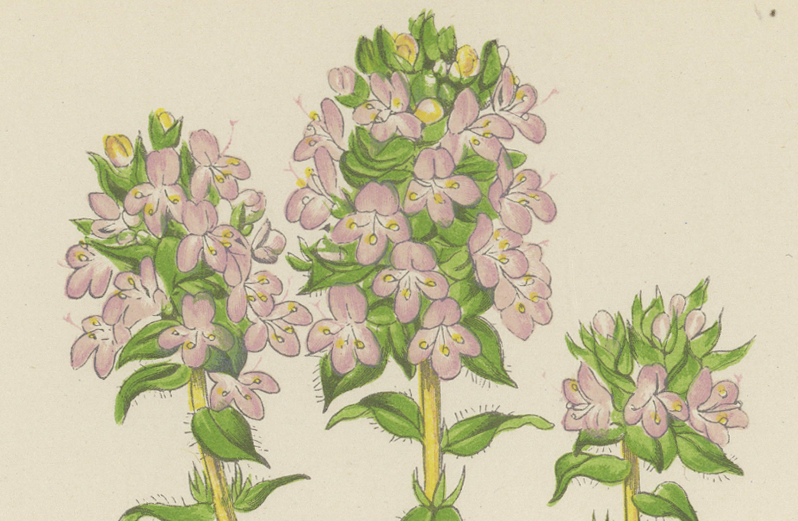 Papier Imprimé botanique rayé violet Thyme and Kidneywort, collectionné à la main, 1874 en vente