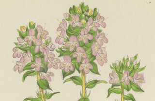 Striped Thyme and Kidneywort Violet, Hand-Coloured Botanical Print, 1874, view 5