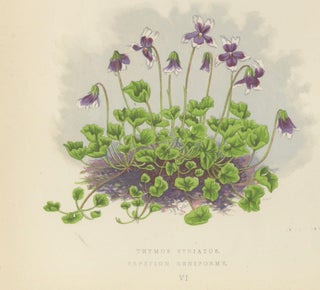 Striped Thyme and Kidneywort Violet, Hand-Coloured Botanical Print, 1874, view 6