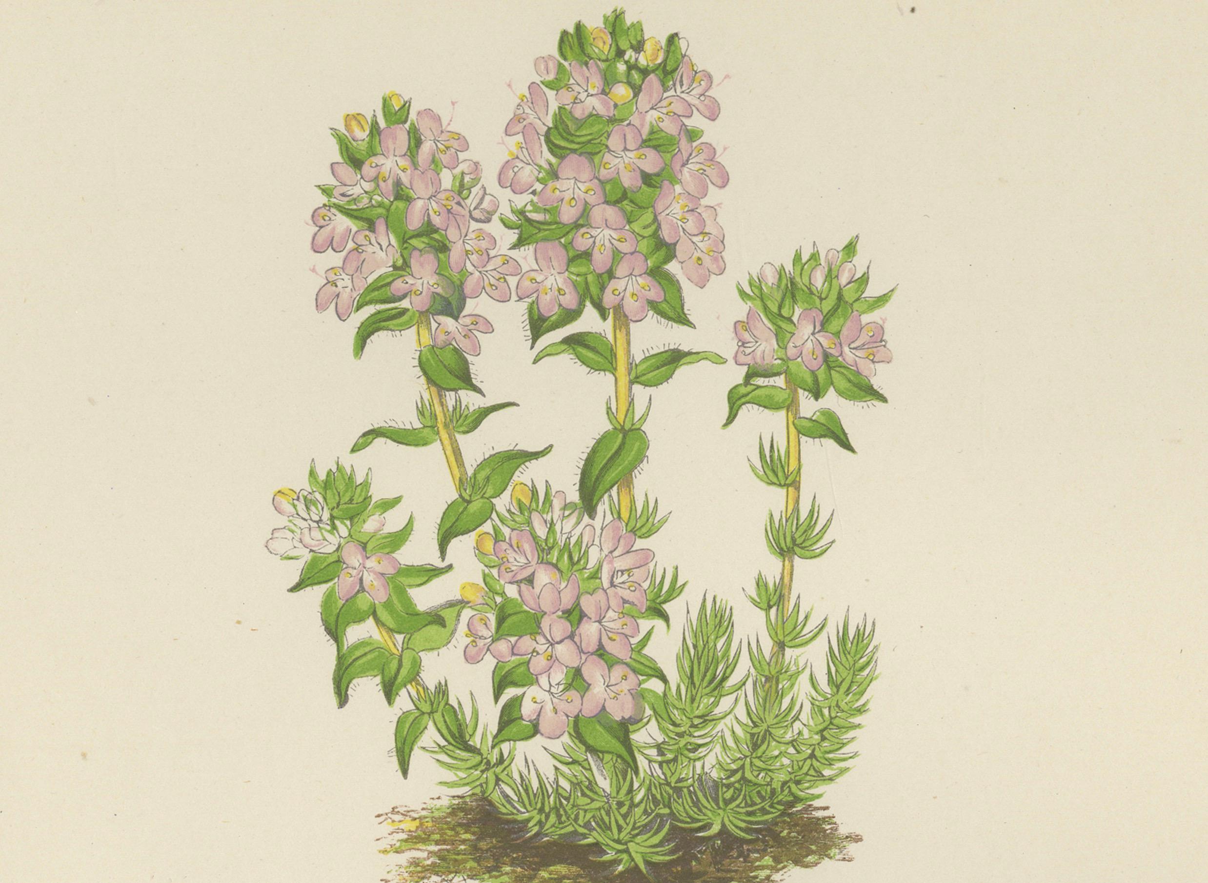 Imprimé botanique rayé violet Thyme and Kidneywort, collectionné à la main, 1874 en vente 2