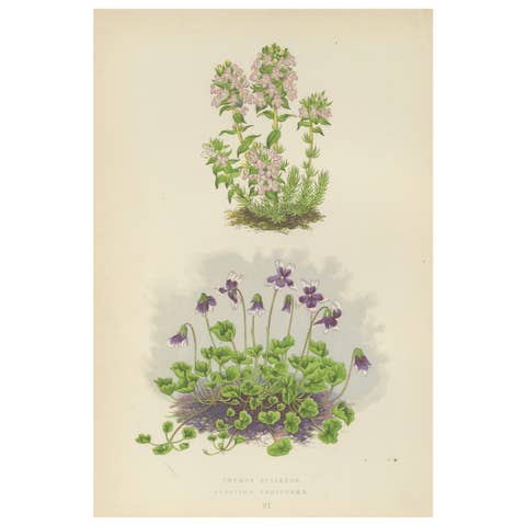Striped Thyme and Kidneywort Violet, Hand-Coloured Botanical Print, 1874