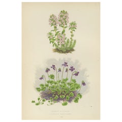 Antique Striped Thyme and Kidneywort Violet, Hand-Coloured Botanical Print, 1874