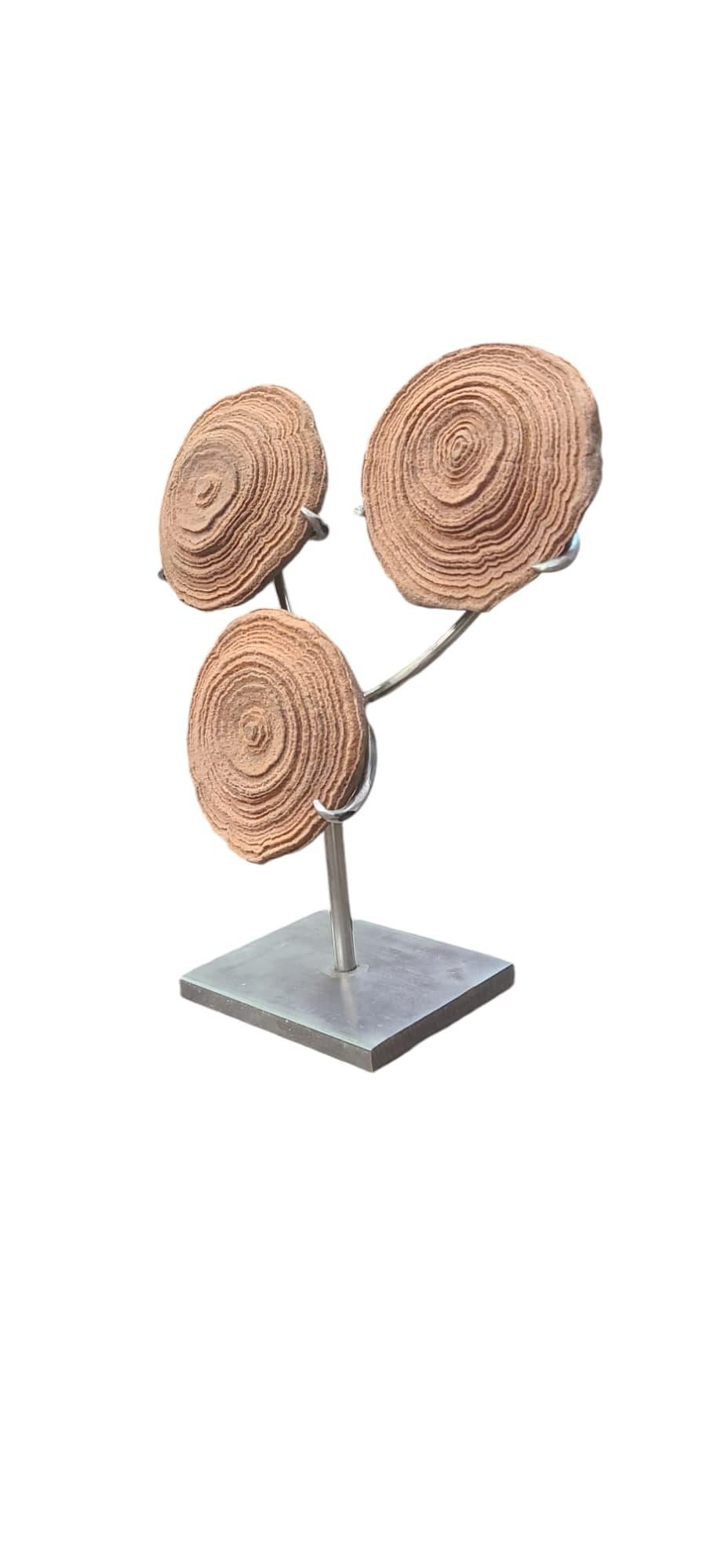 Moroccan Stromatolite 