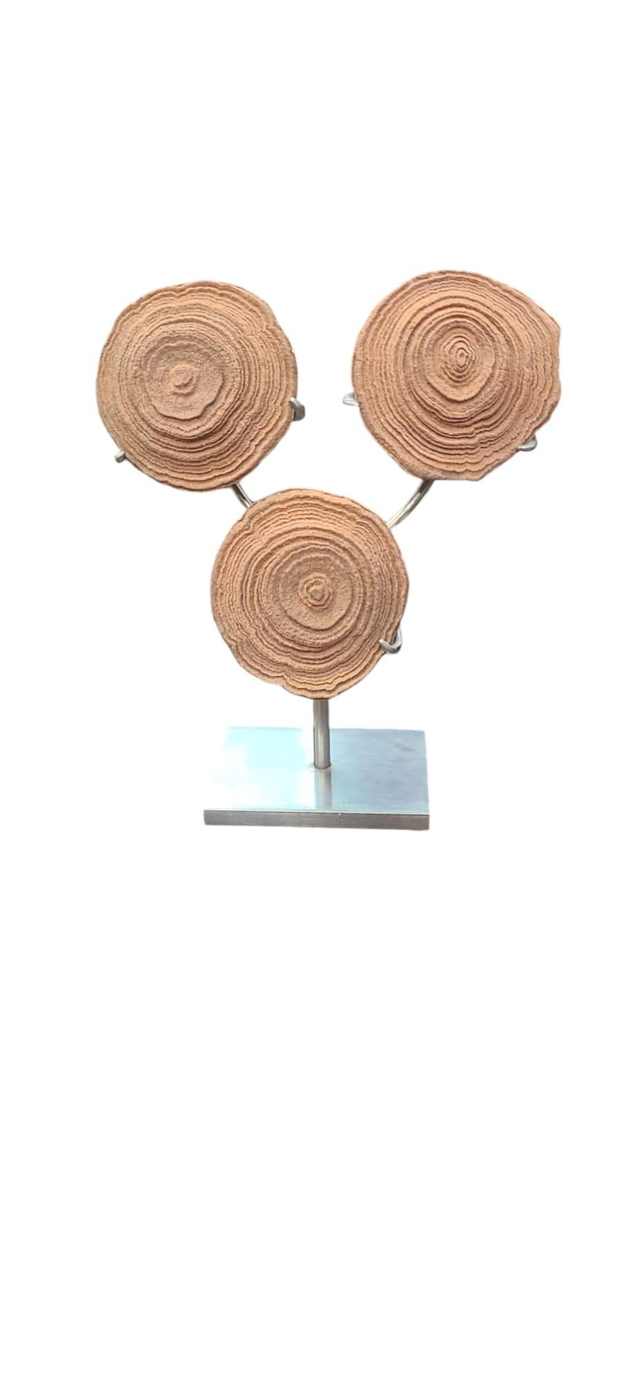 Stromatolite 