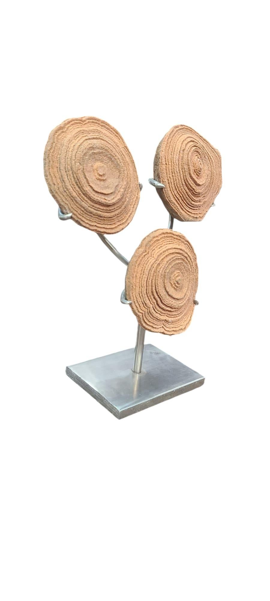 Contemporary Stromatolite 