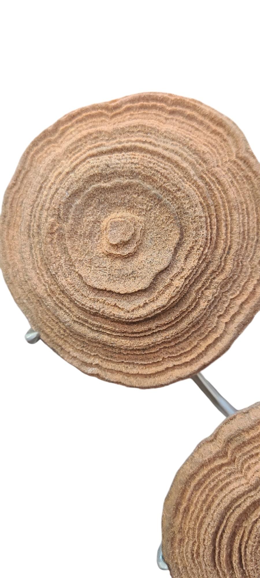 Stromatolite 