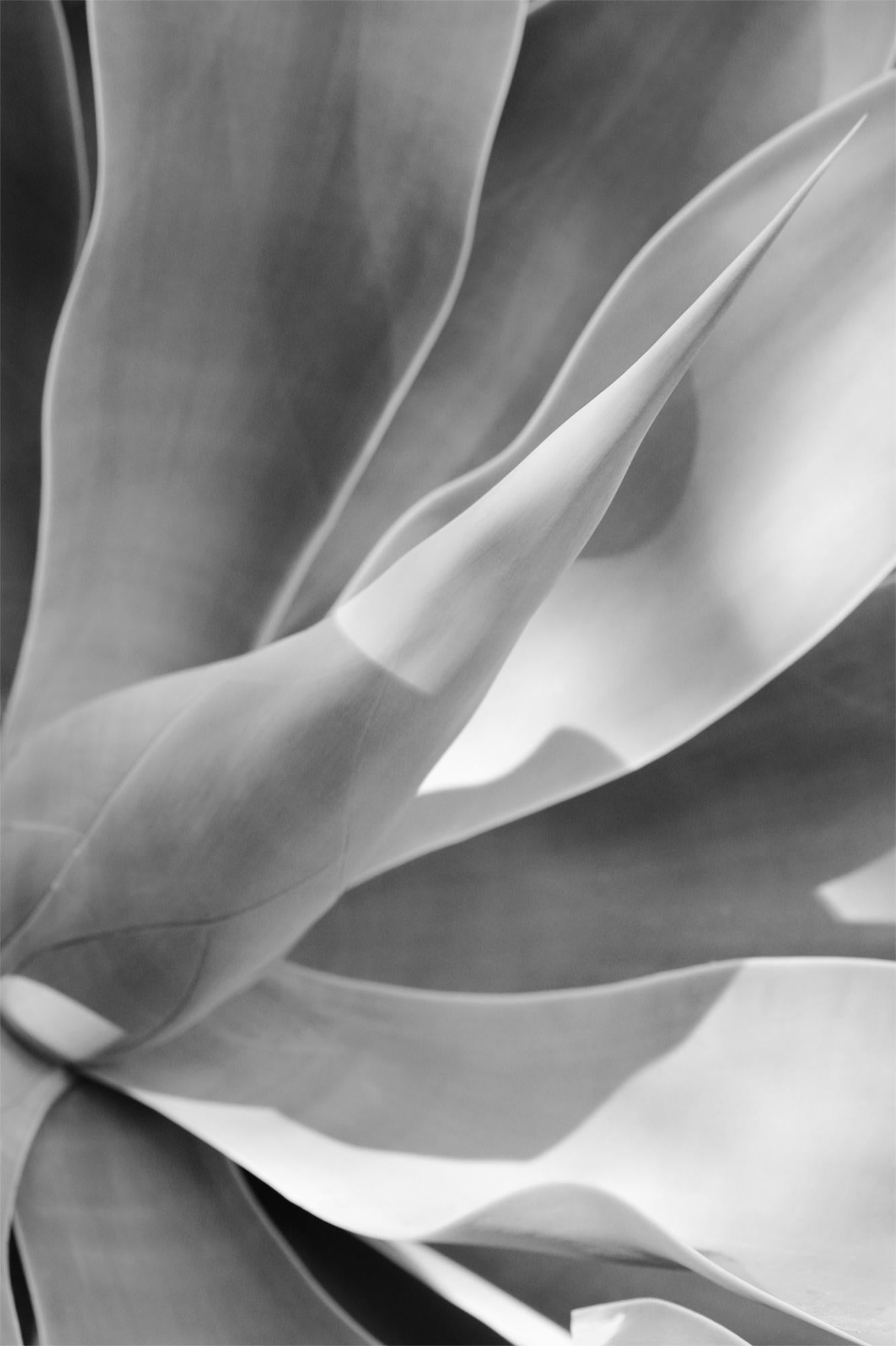Stuart Möller Black and White Photograph - ' Agave II '  Signed Limited Edition Oversize print
