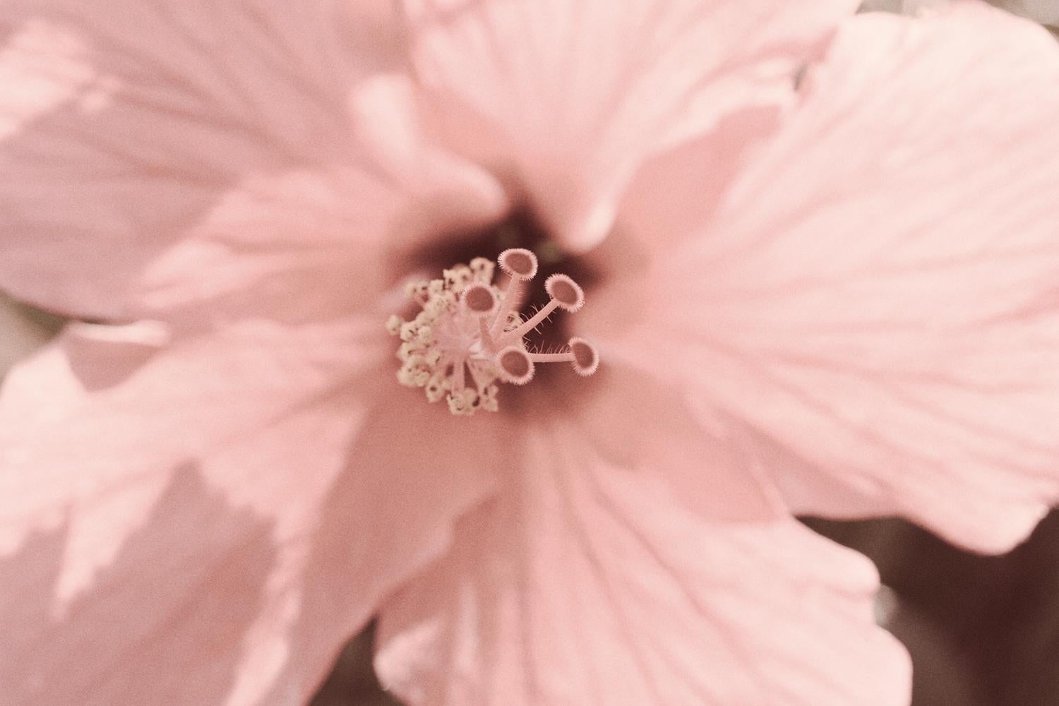 Rosa „Rosa“  Signierter Druck in limitierter Auflage im Überformat