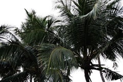 ' Tijuana Palms '  Signed Limited Edition Oversize print