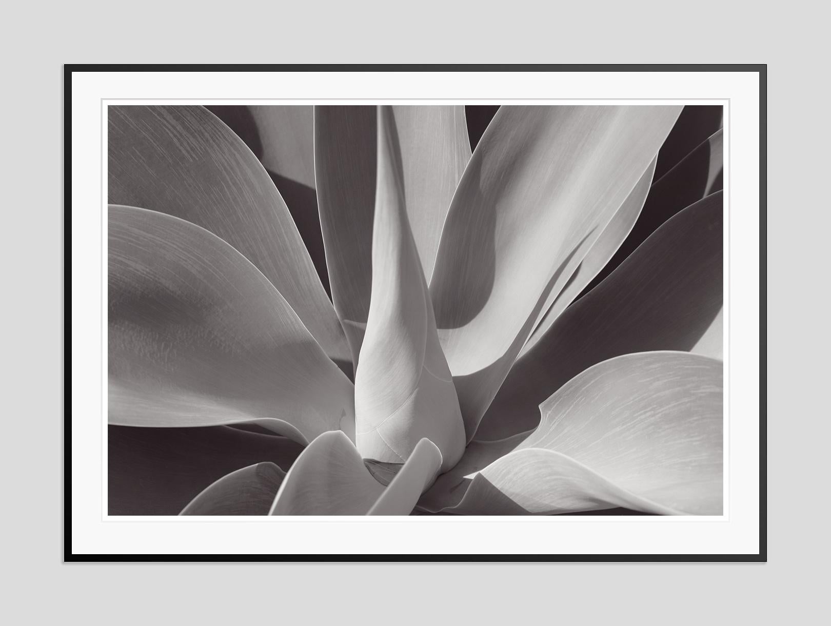 Agave -  Oversize Signed Limited Edition Print  - Photograph by Stuart Möller