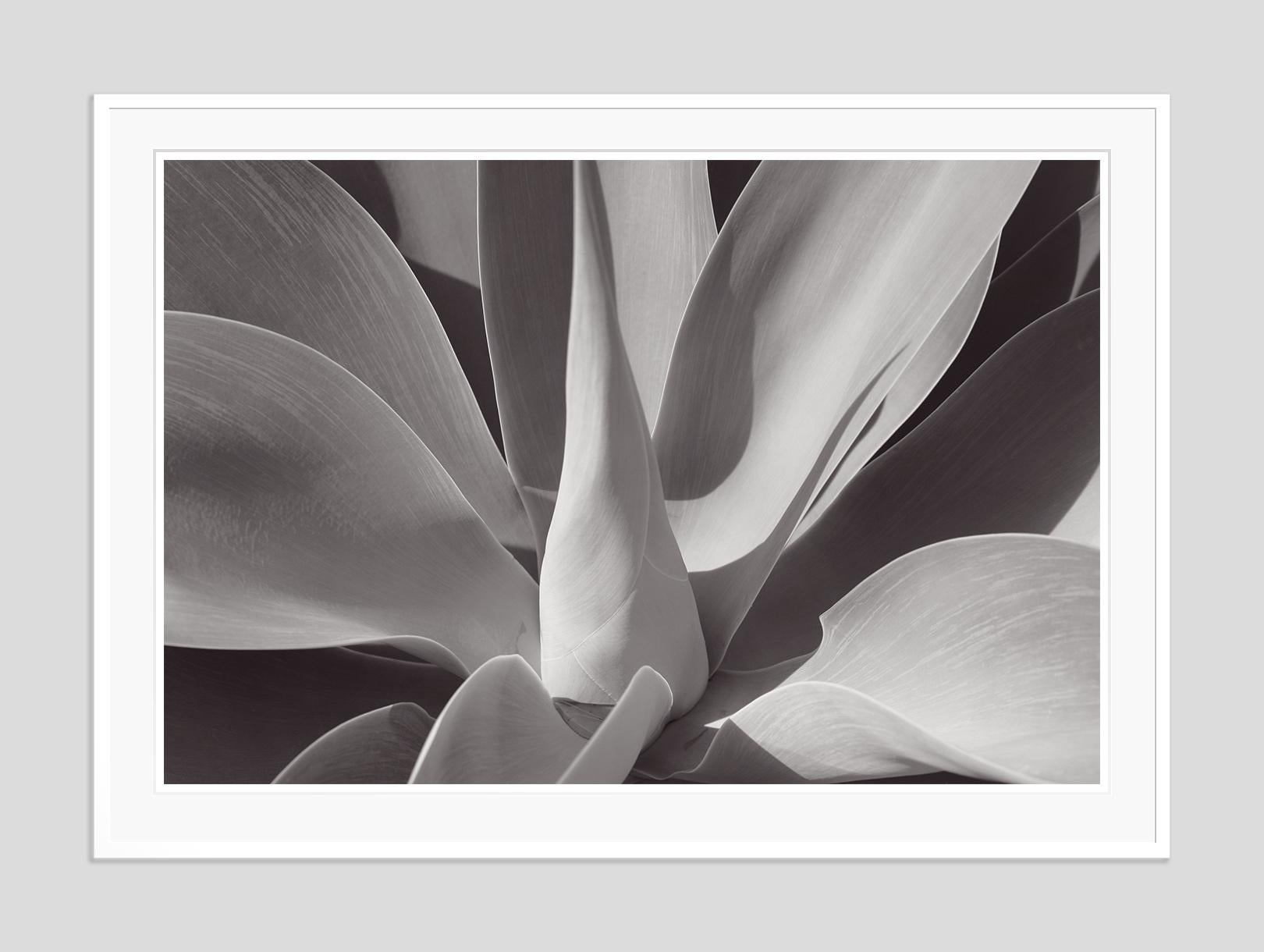 Agave -  Oversize Signed Limited Edition Print  - Modern Photograph by Stuart Möller