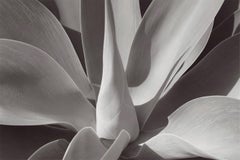 Agave -  Oversize Signed Limited Edition Print 
