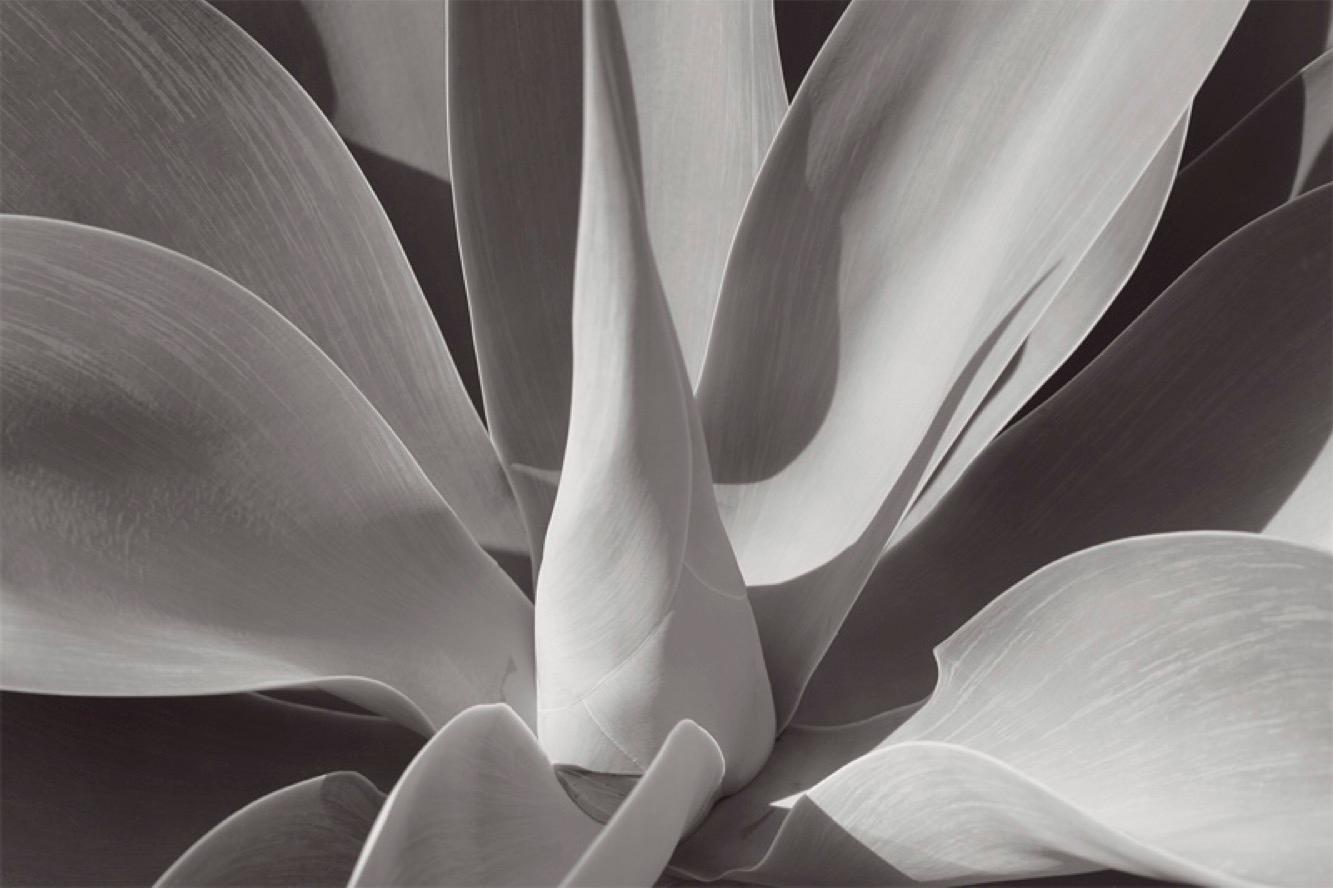 Stuart Möller Black and White Photograph - Agave -  Oversize Signed Limited Edition Print 