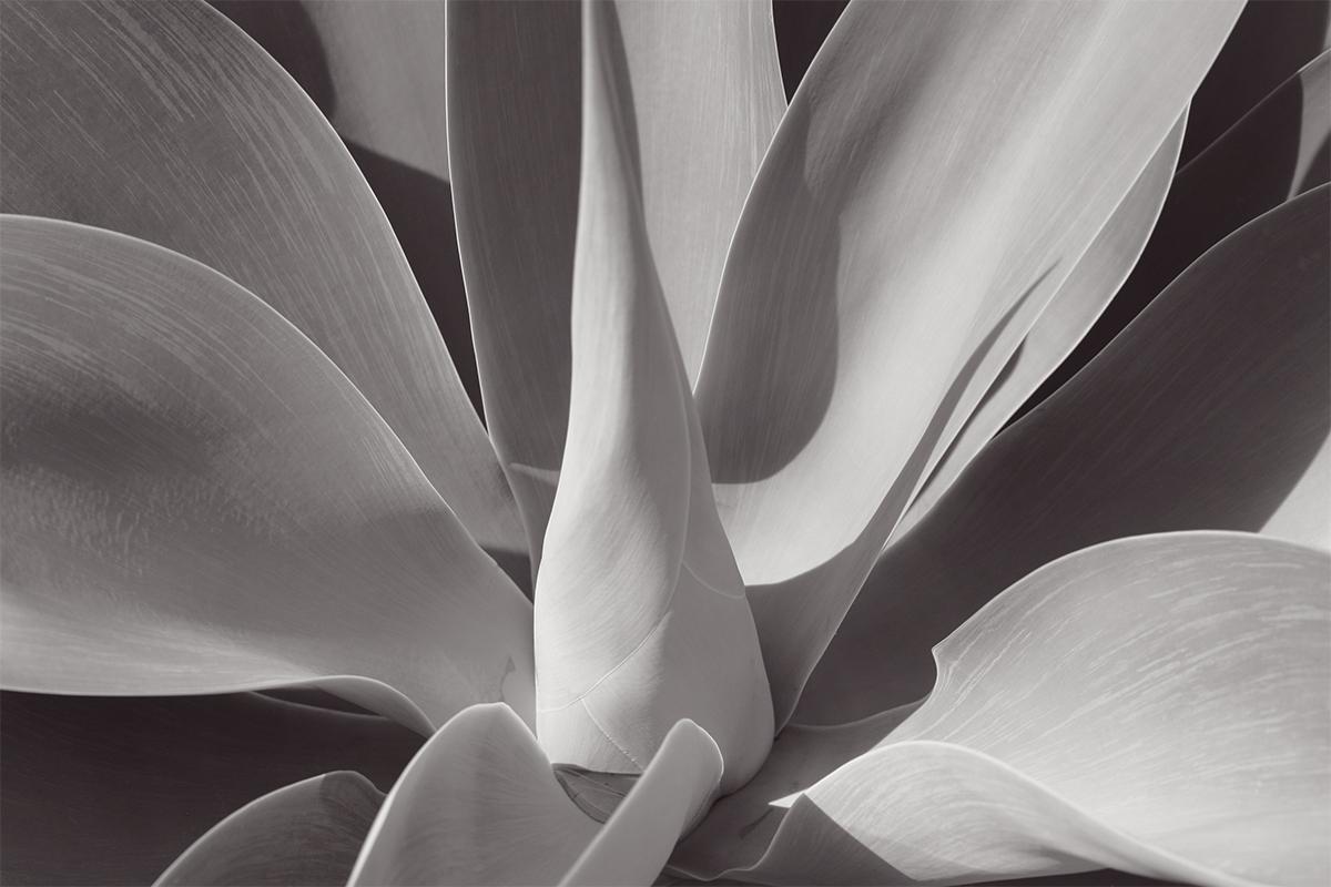 Stuart Möller Black and White Photograph - 'Agave Serenity' Hand Signed Limited Edition