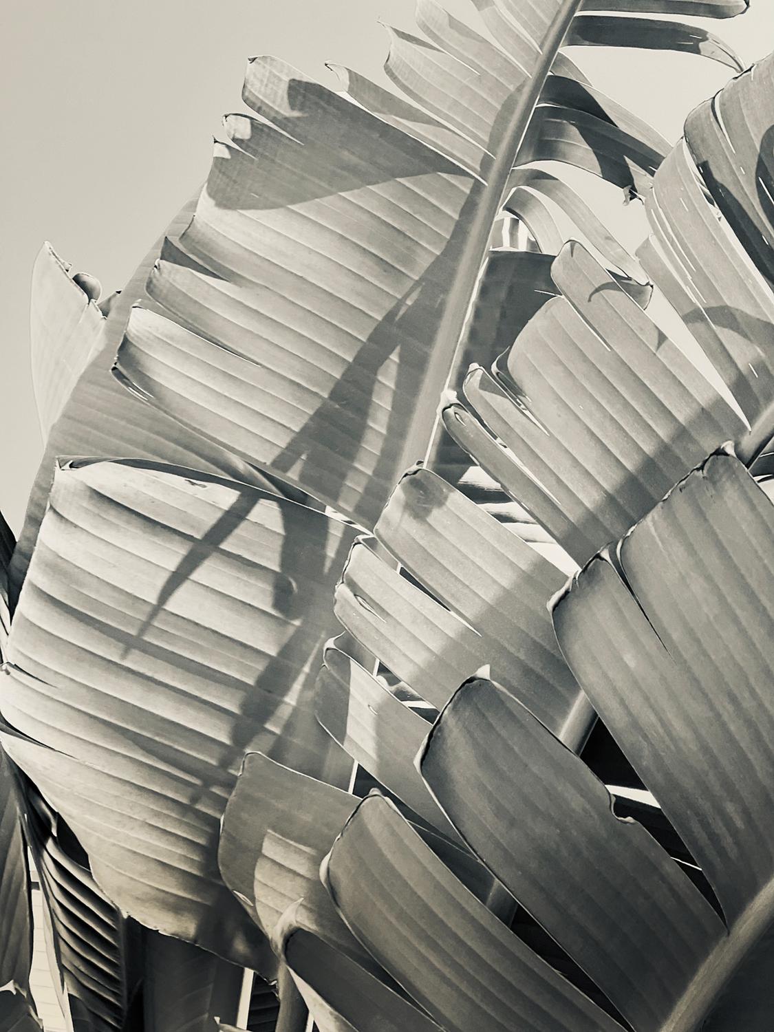 Feuilles de banane 24 ( signé limité Impression surdimensionnée )