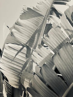 Bananenblätter 24  ( signiert begrenzt  Überformatiger Druck  )