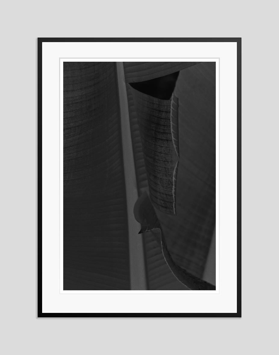 Black Leaf by Stuart Möller For Sale 1