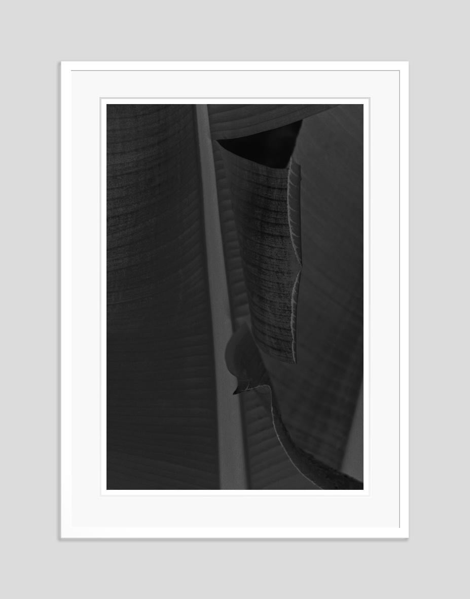 Black Leaf by Stuart Möller For Sale 2