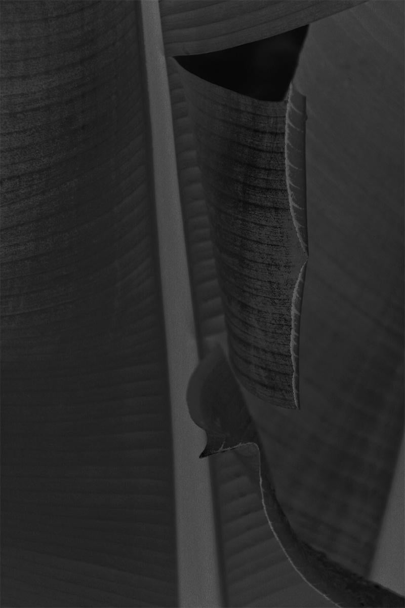 Stuart Möller Black and White Photograph - 'Black Leaf' Hand Signed Limited Edition