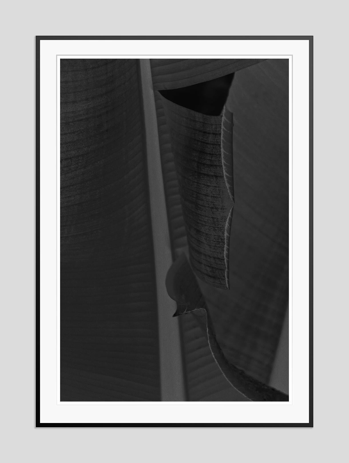 Feuille noire -  Impression surdimensionnée signée édition limitée  - Photograph de Stuart Möller