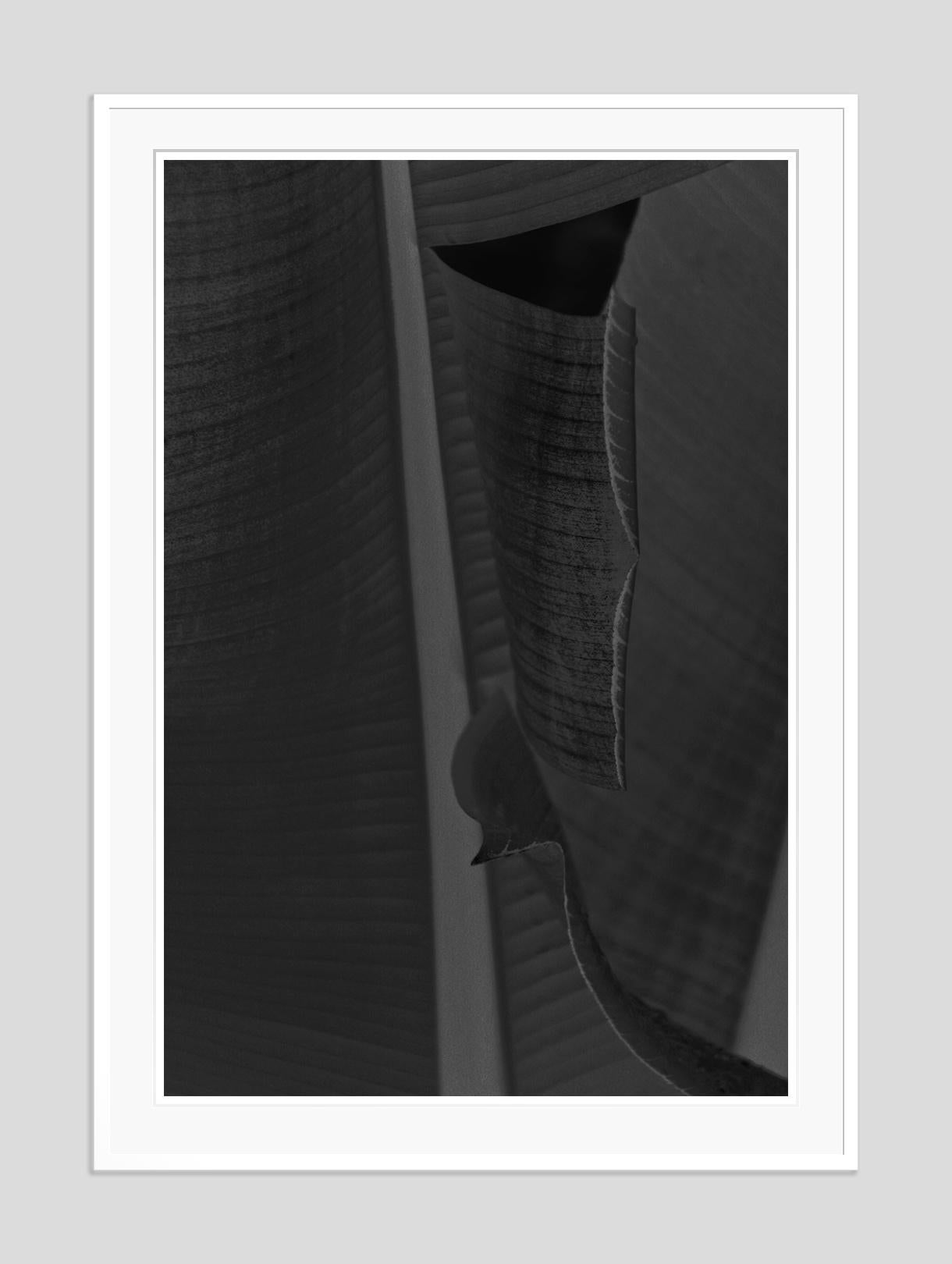 Feuille noire -  Impression surdimensionnée signée édition limitée  - Moderne Photograph par Stuart Möller
