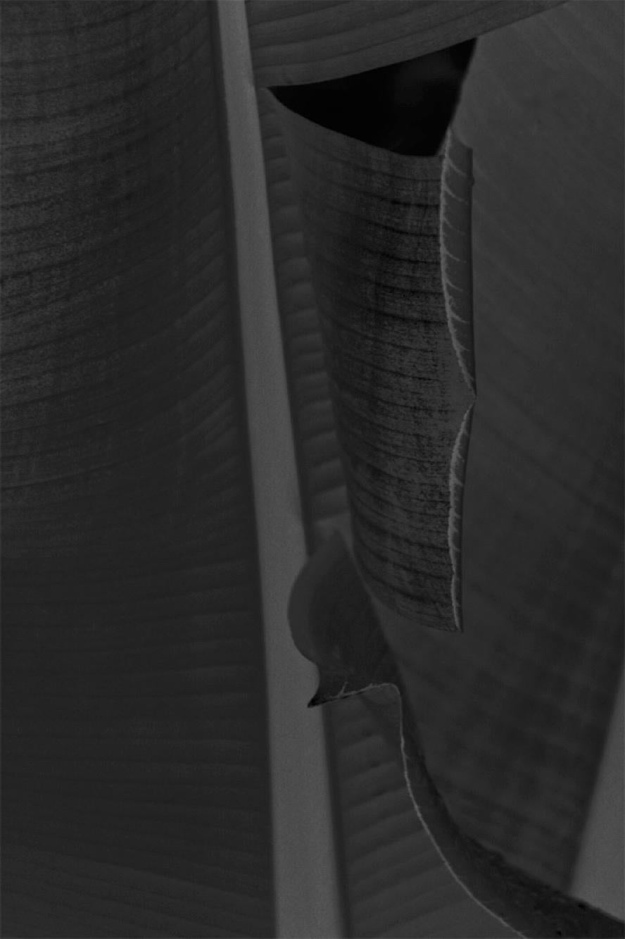Black and White Photograph Stuart Möller - Feuille noire -  Impression surdimensionnée signée édition limitée 