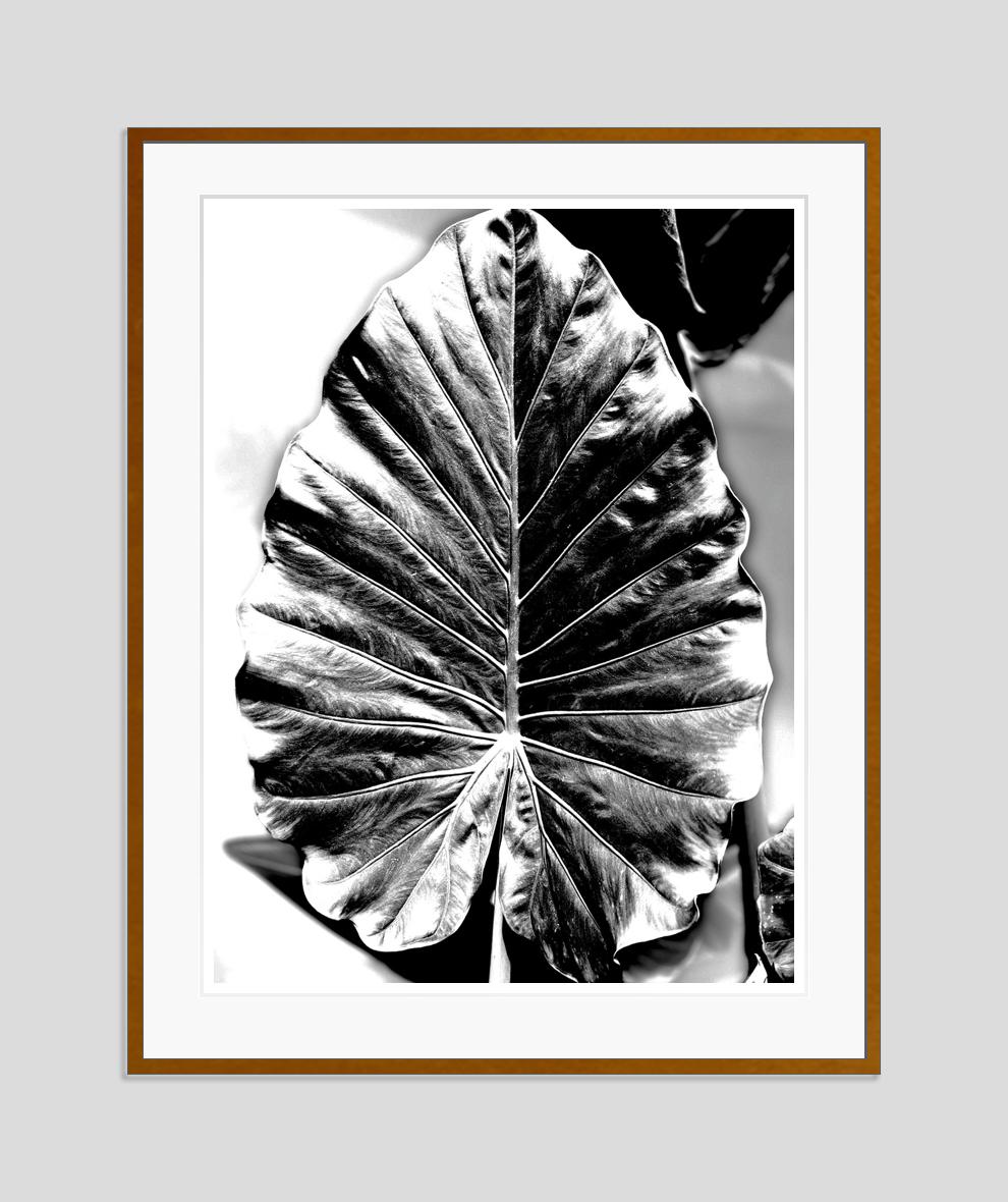 Black Leaf V

2022

Black Leaf V

by Stuart Möller

Born in Kabul, part German and Anglo-Indian and having grown up all over the world,
Stuart Möller is a fine art photographer whose images are often characterised by a meditative contemplative