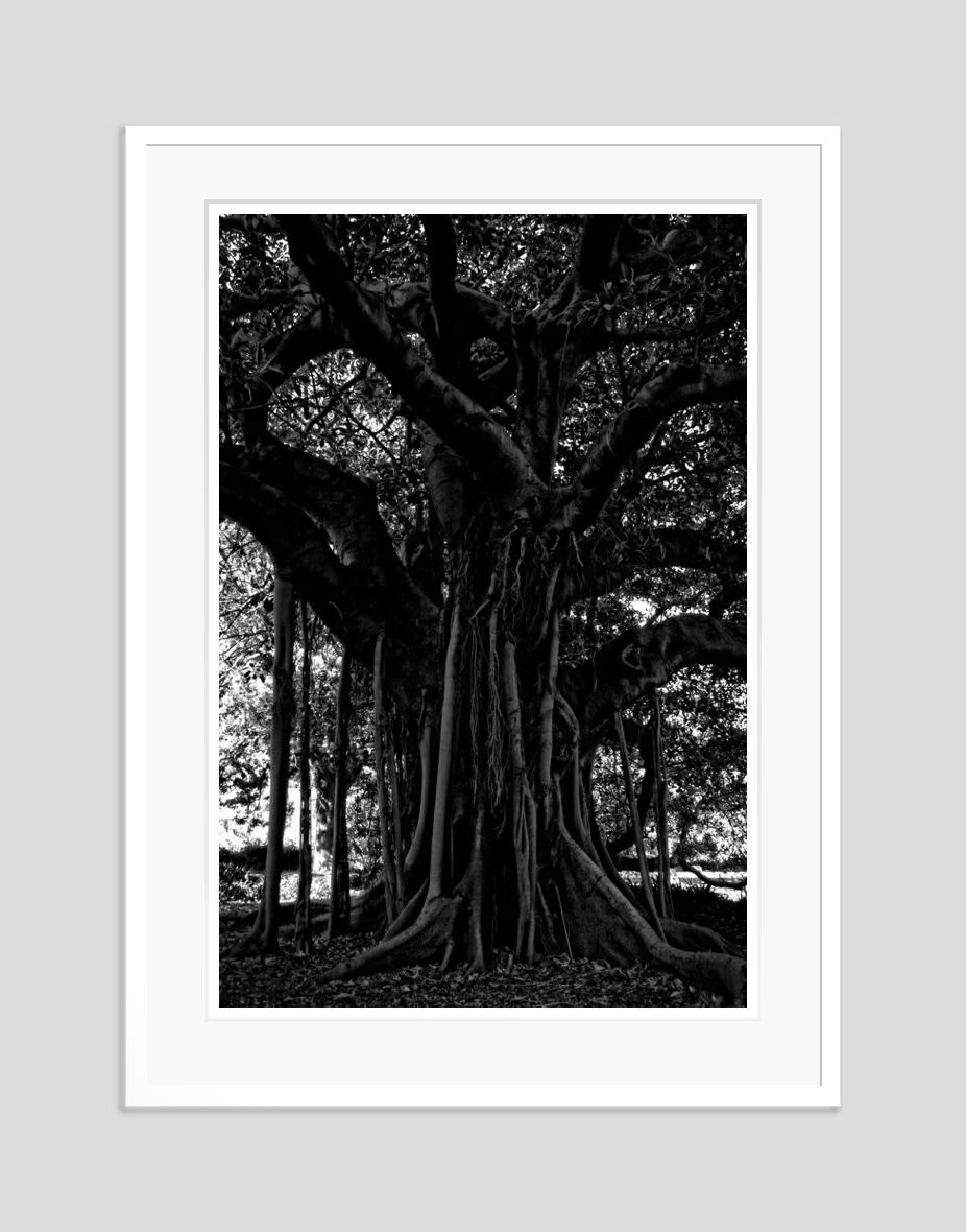 Árbol negro 2014 por Stuart Möller en venta 1