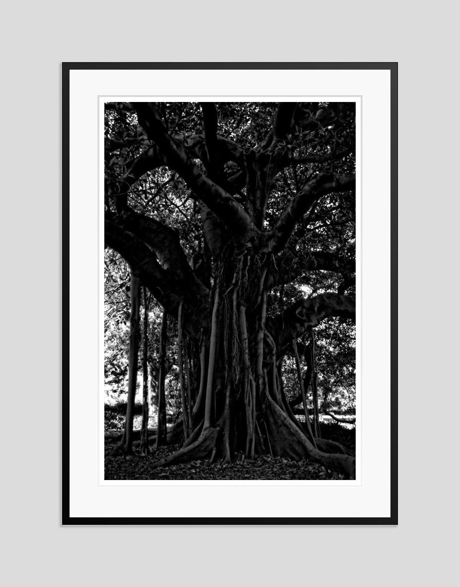 Árbol negro 2014 por Stuart Möller en venta 2