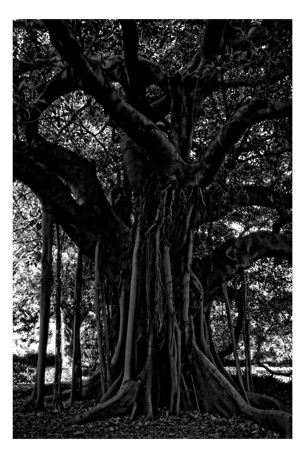Landscape Photograph Stuart Möller - Édition surdimensionnée « Black Tree » en édition limitée