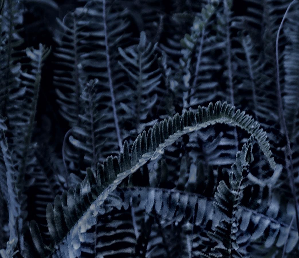 Blaufarn – Photograph von Stuart Möller