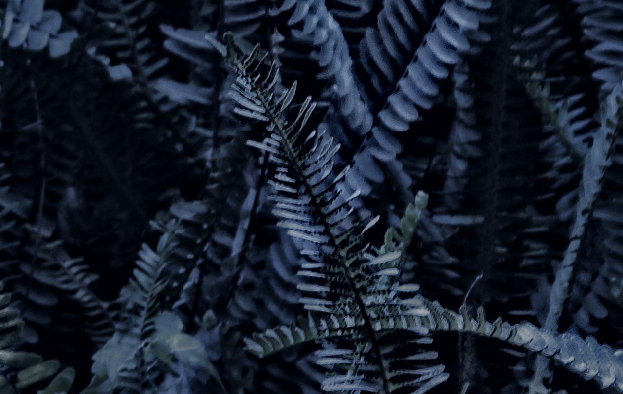 Blaufarn (Moderne), Photograph, von Stuart Möller
