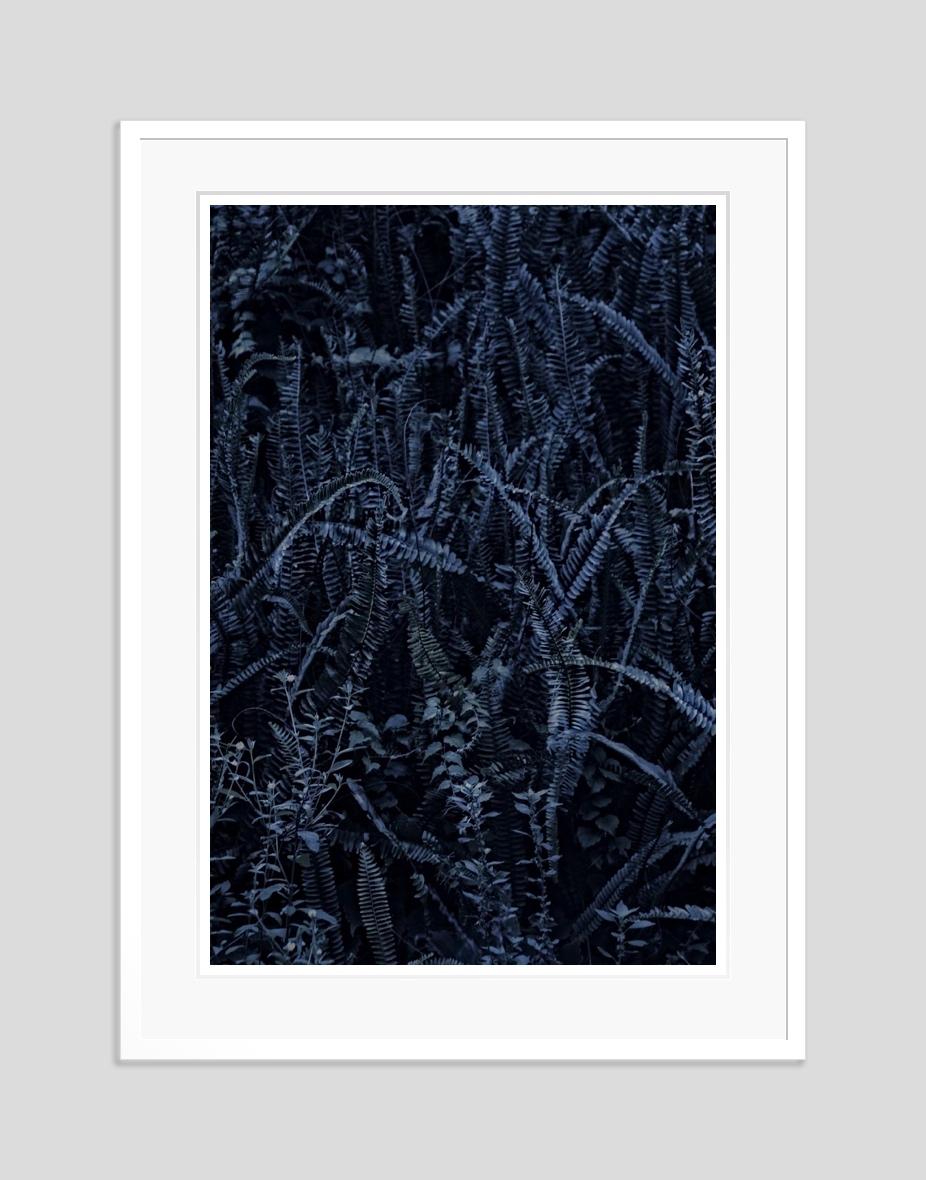 Dark Fern by Stuart Möller For Sale 2