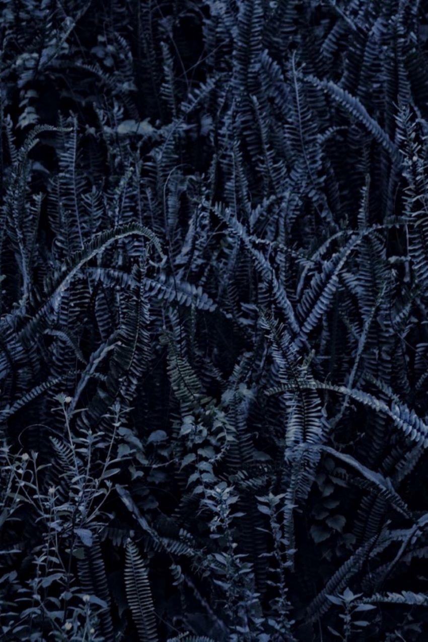 Dark Fern

Ferns photographed at dusk. 

by Stuart Möller

Born in Kabul, part German and Anglo-Indian and having grown up all over the world,
Stuart Möller is a fine art photographer whose images are often characterised by a meditative
