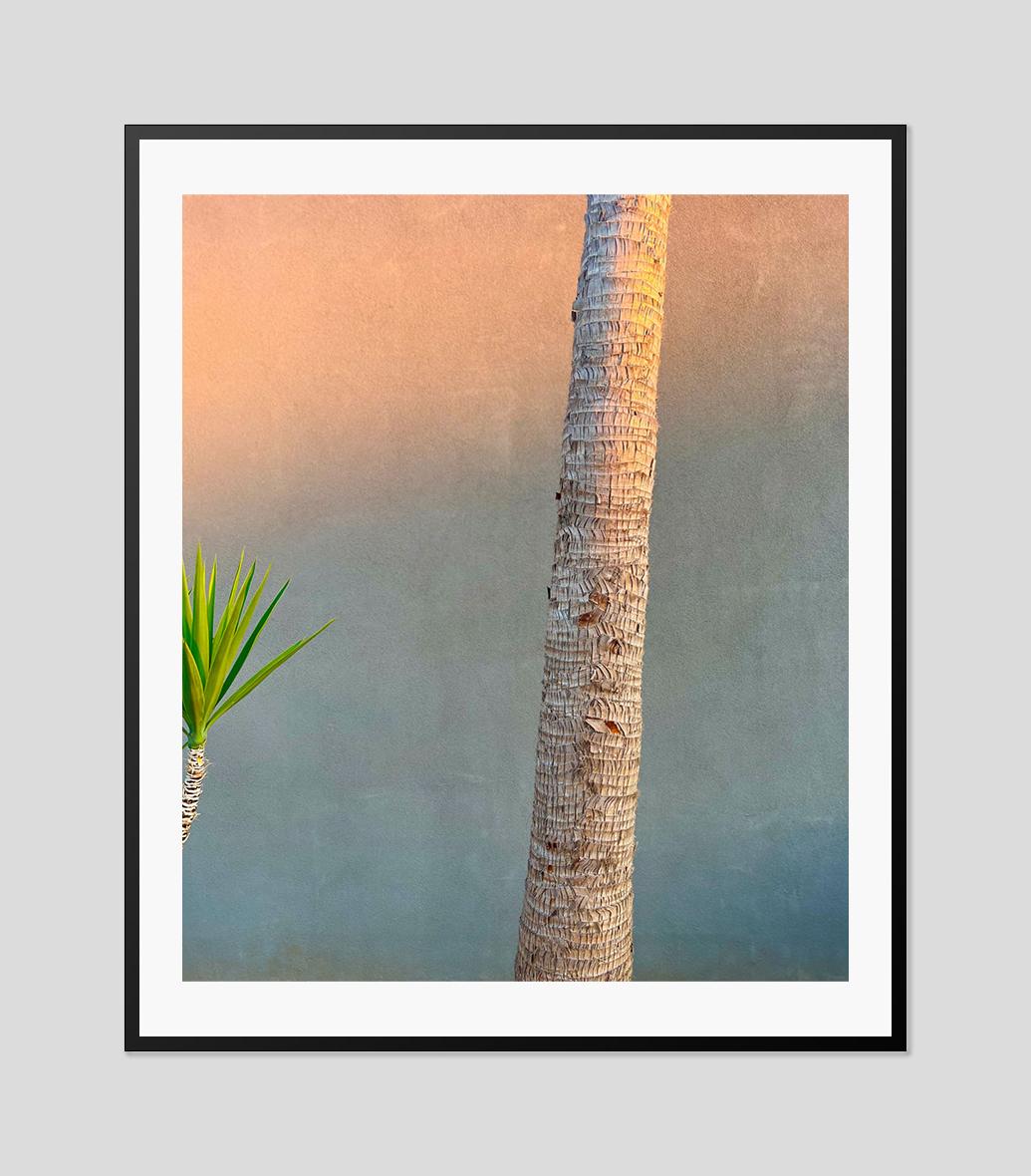  Evening Yucca and Palm 2022 by Stuart Möller For Sale 1
