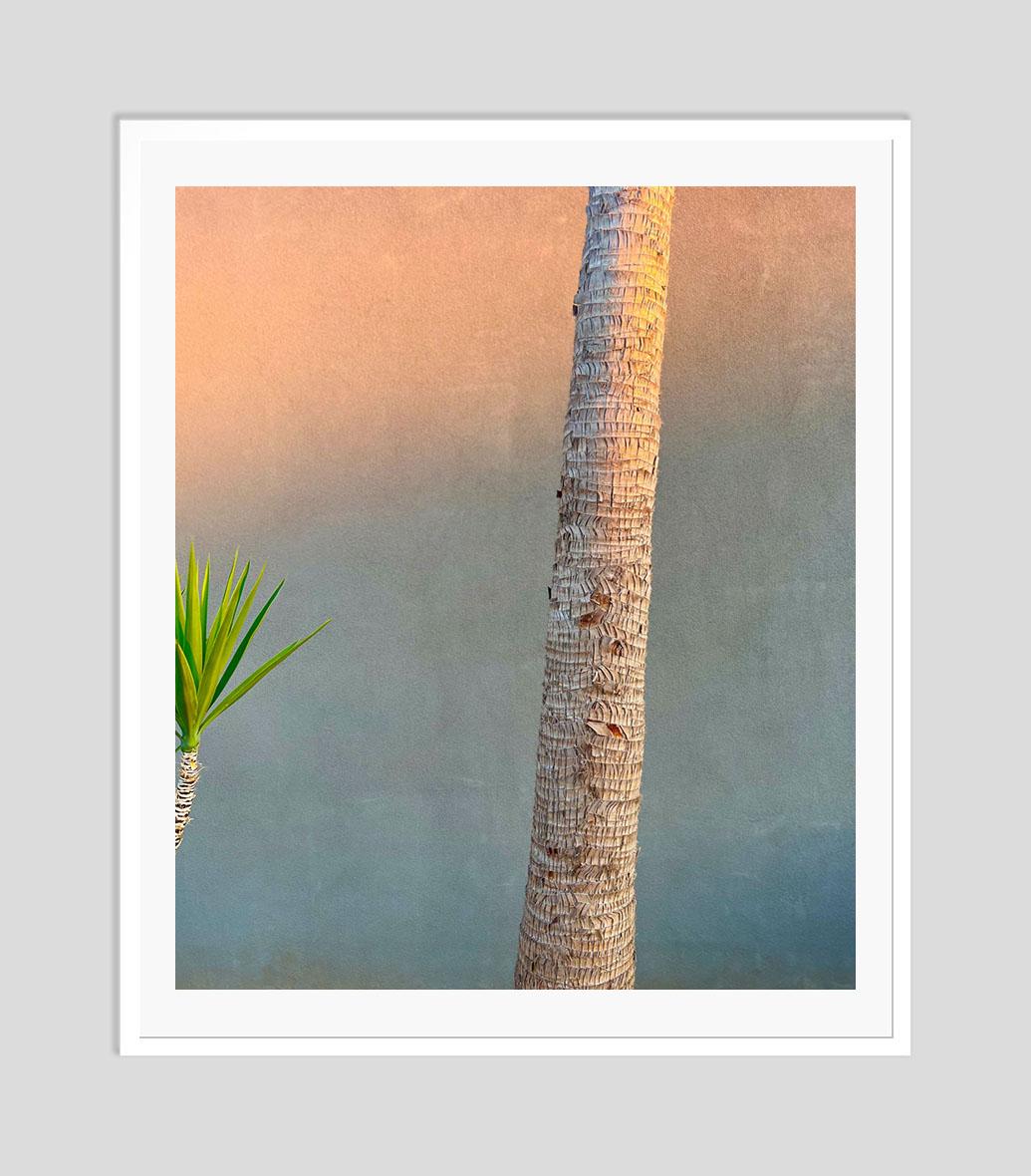  Evening Yucca and Palm 2022 by Stuart Möller For Sale 2