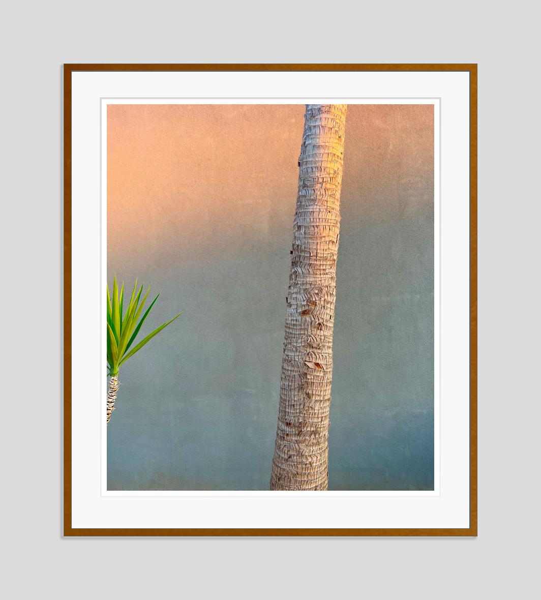  Evening Yucca and Palm 2022 by Stuart Möller For Sale 3