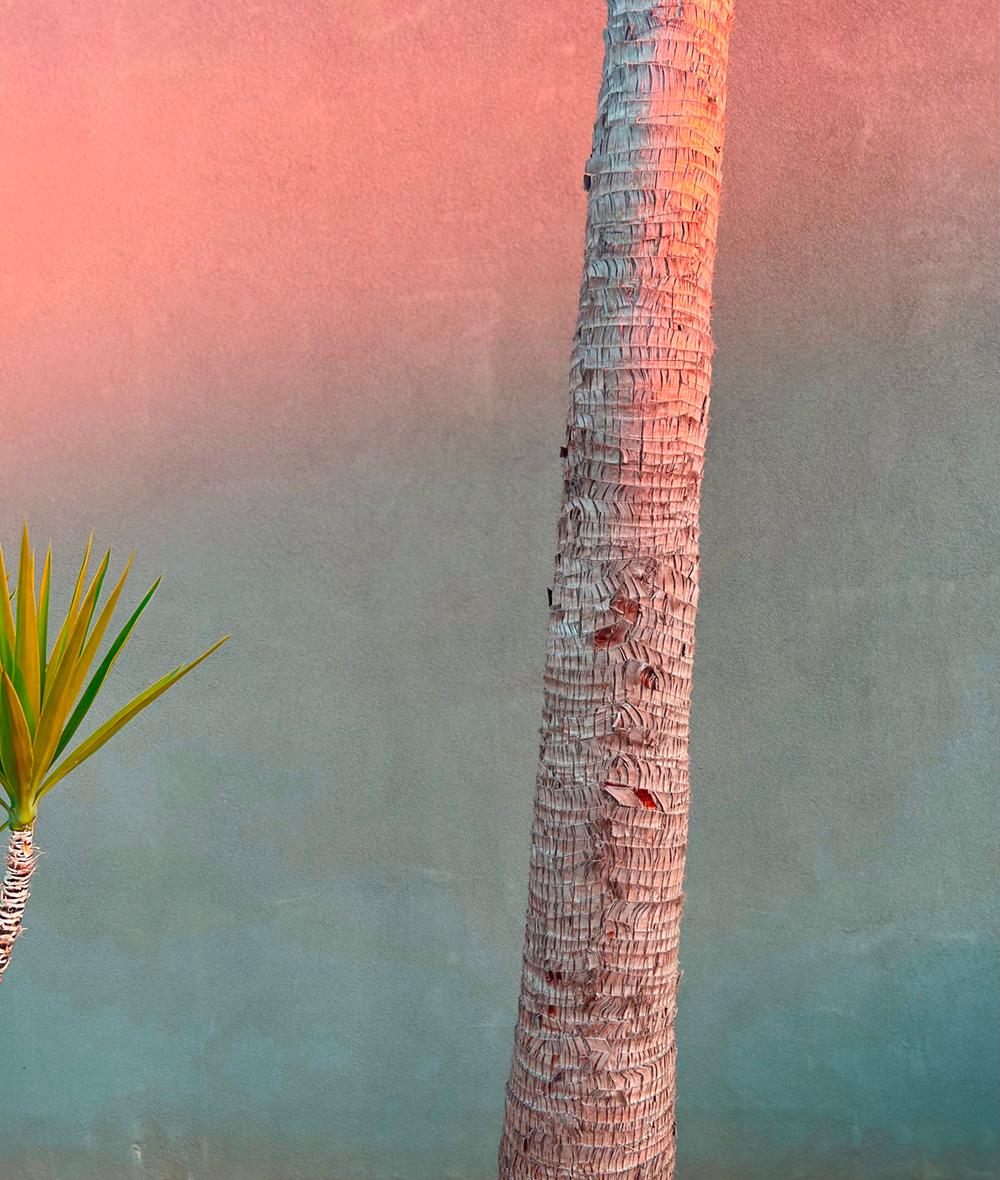 Stuart Möller Still-Life Photograph – Abend Yucca und Palme  signiert begrenzt  Überformatiger Druck  