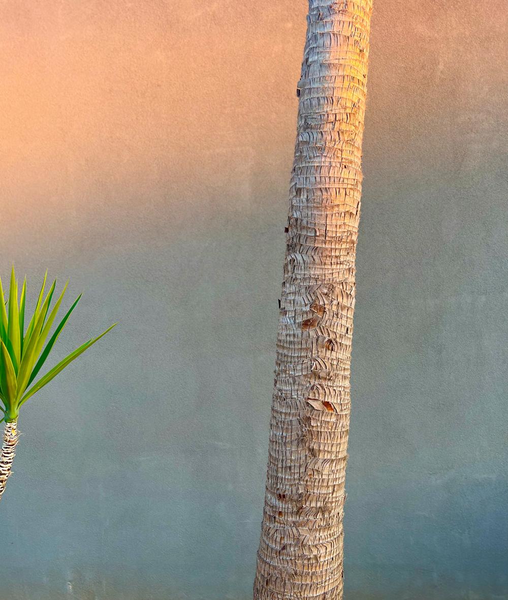 Stuart Möller Still-Life Photograph - Evening Yucca Plant and Palm Bark  signed limited  Oversize Print  