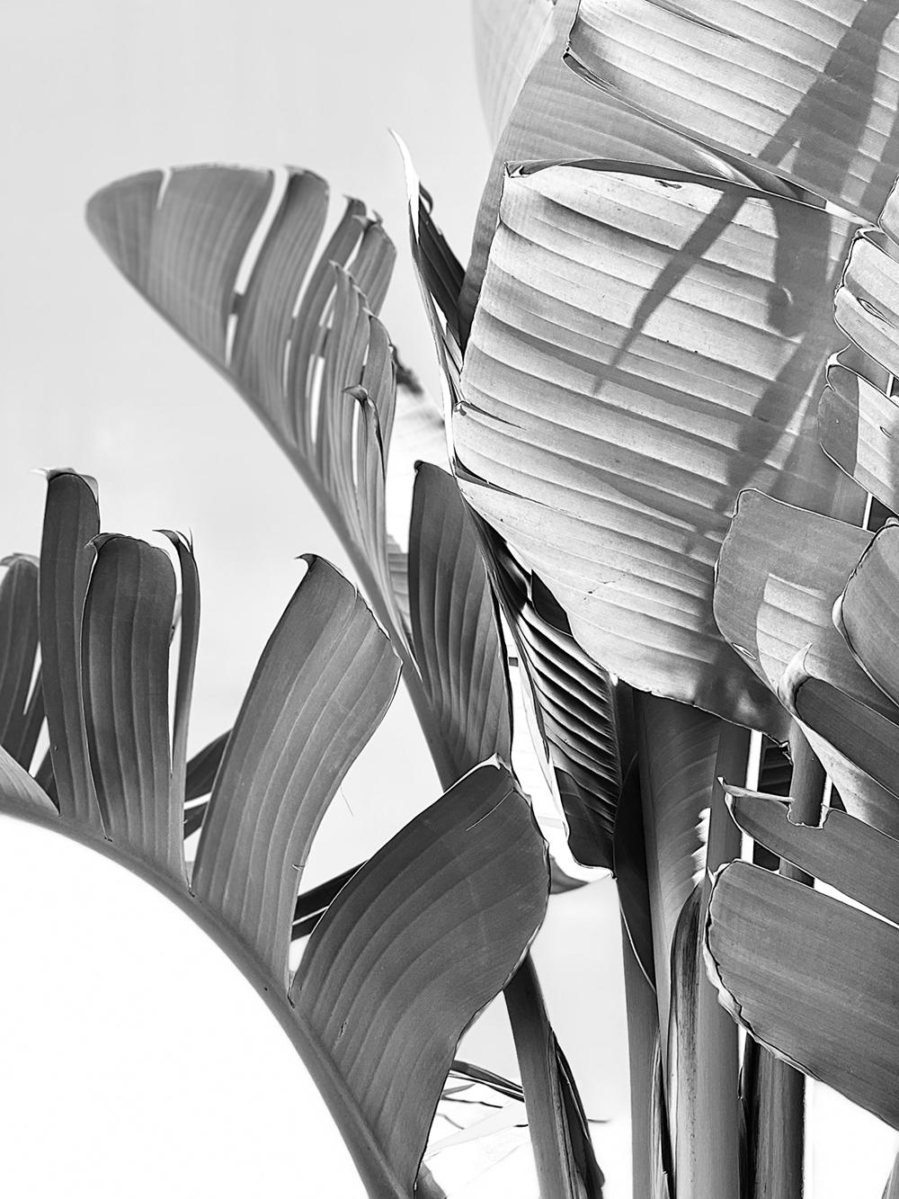 Stuart Möller Black and White Photograph - Foliage I -  Oversize Signed Limited Edition Print 