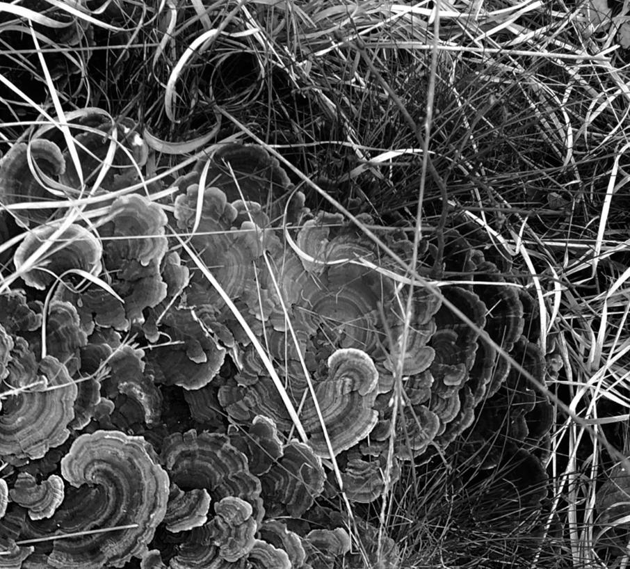 Nuvola di terra  - Edizione limitata firmata - Photograph di Stuart Möller